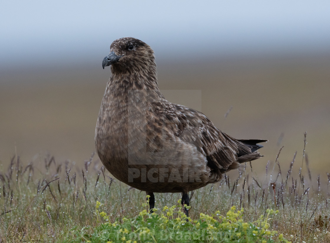 "Great skua" stock image