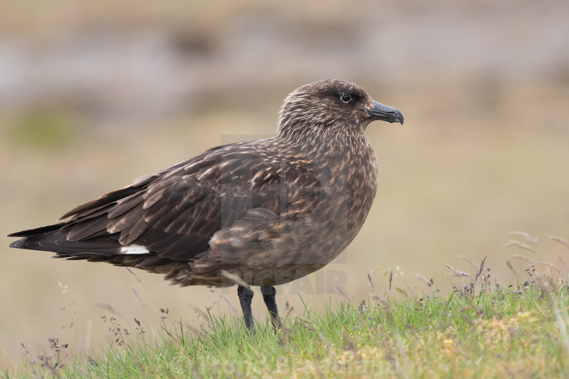 "Great skua" stock image