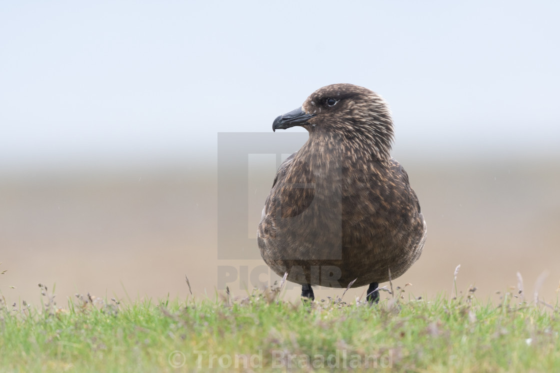 "Great skua" stock image