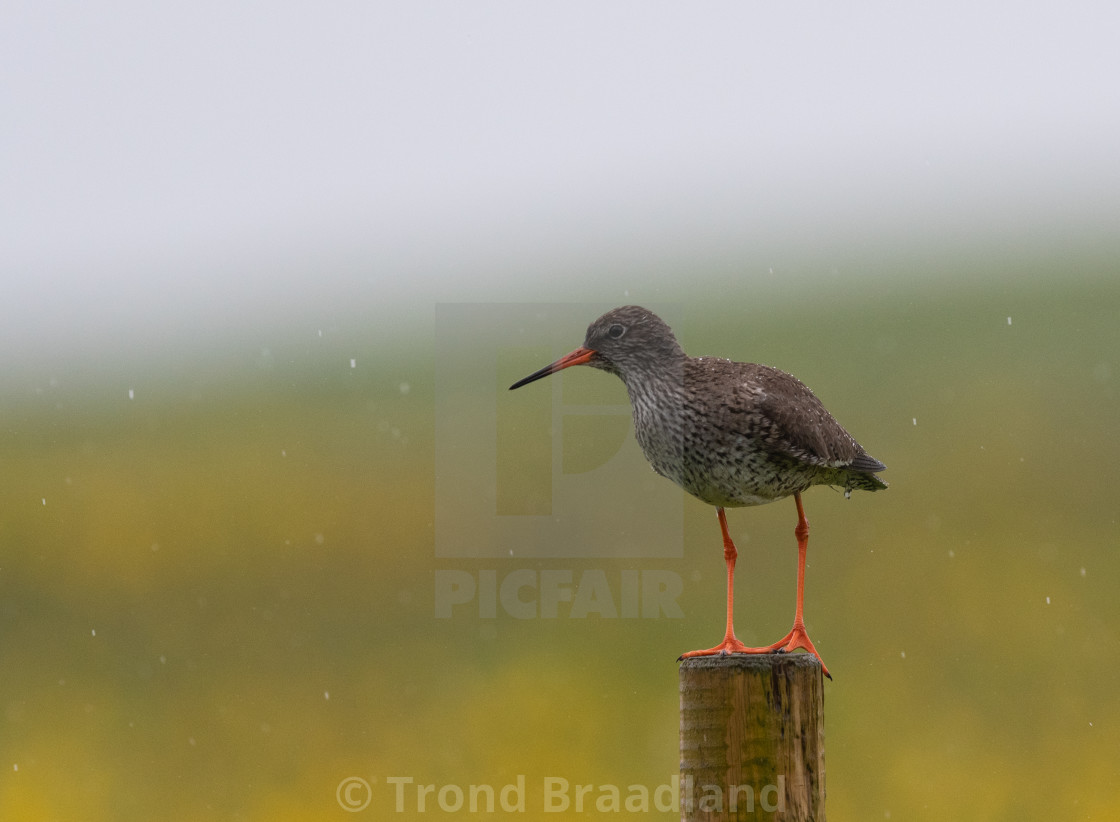 "Common redshank" stock image