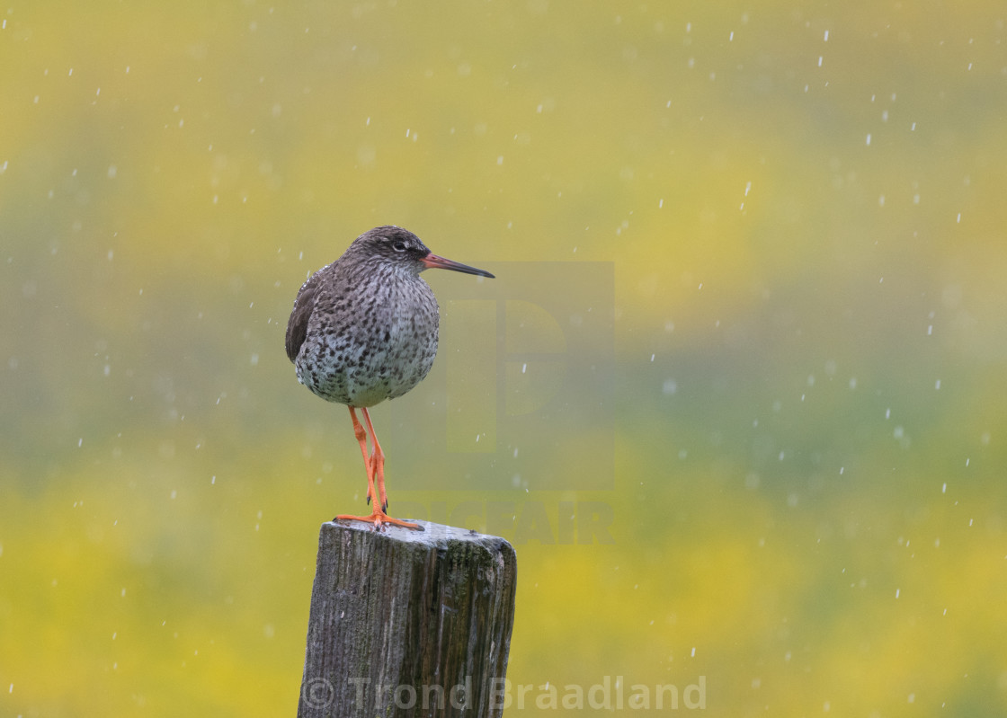 "Common redshank" stock image