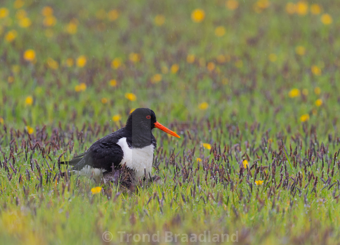 "Eurasian oystercatcher" stock image