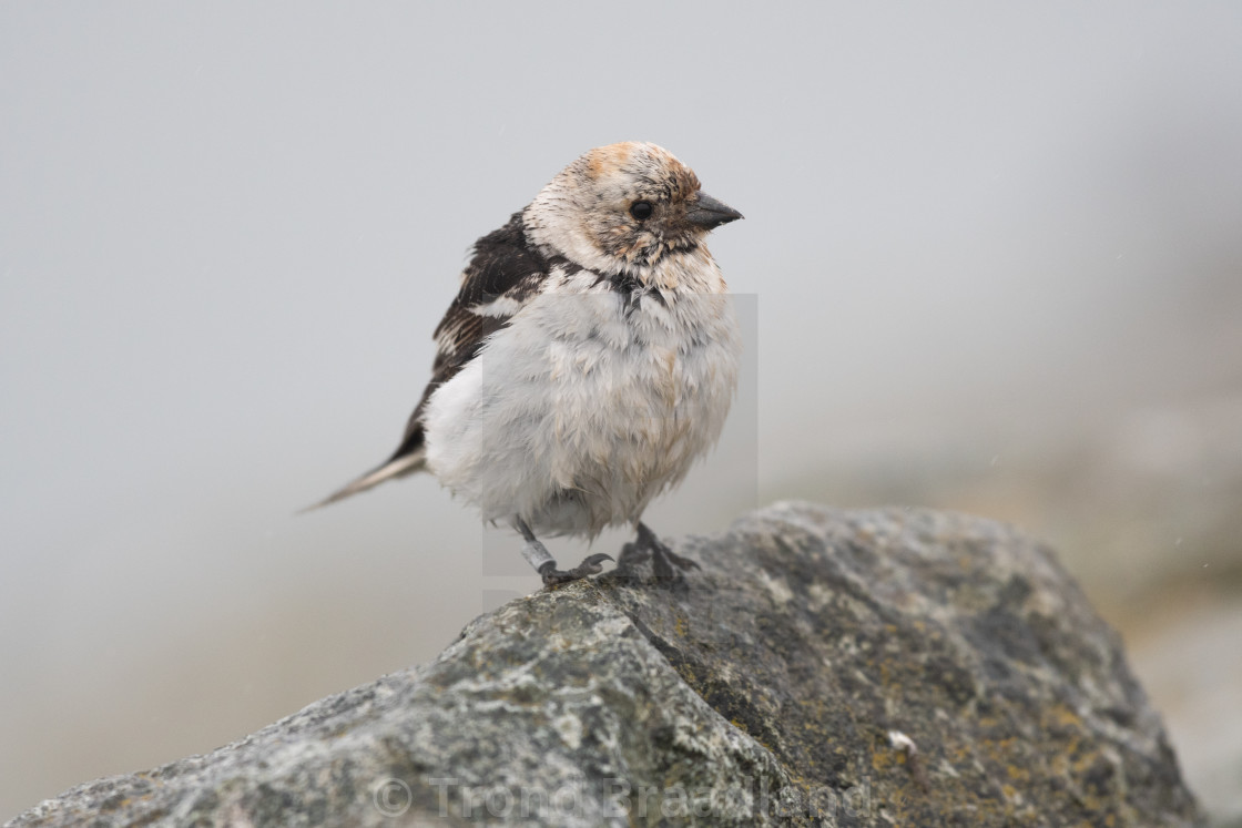 "Snow bunting" stock image