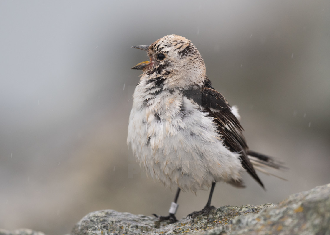 "Snow bunting" stock image