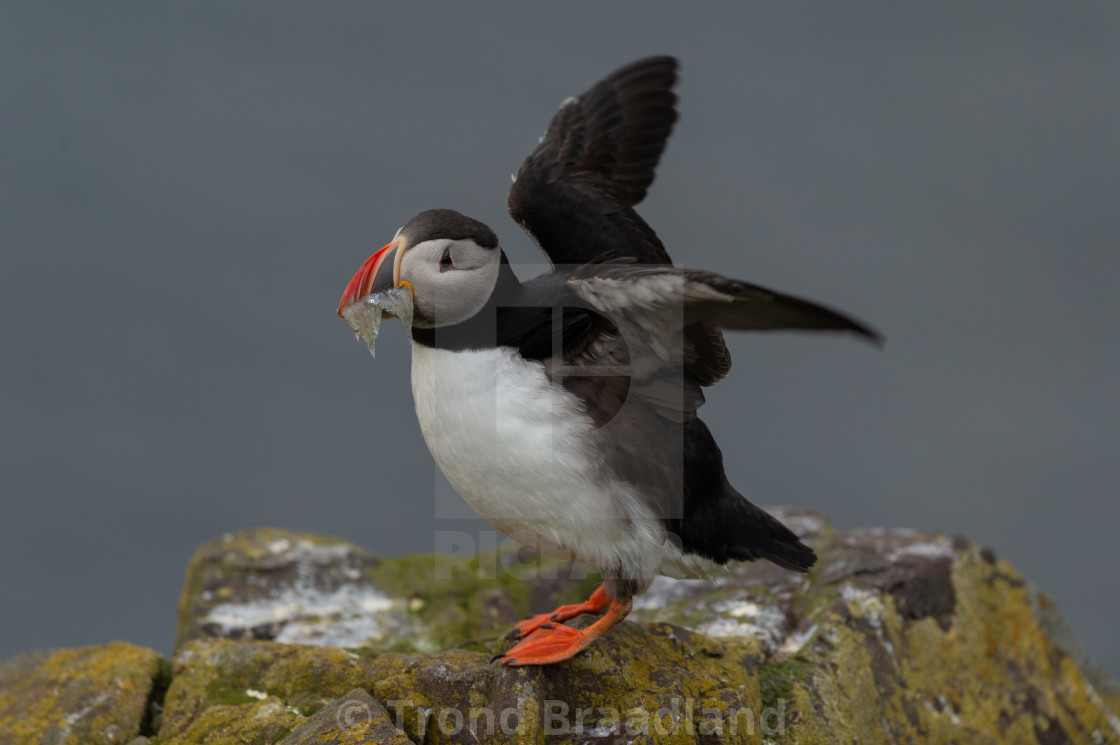 "Atlantic puffin" stock image