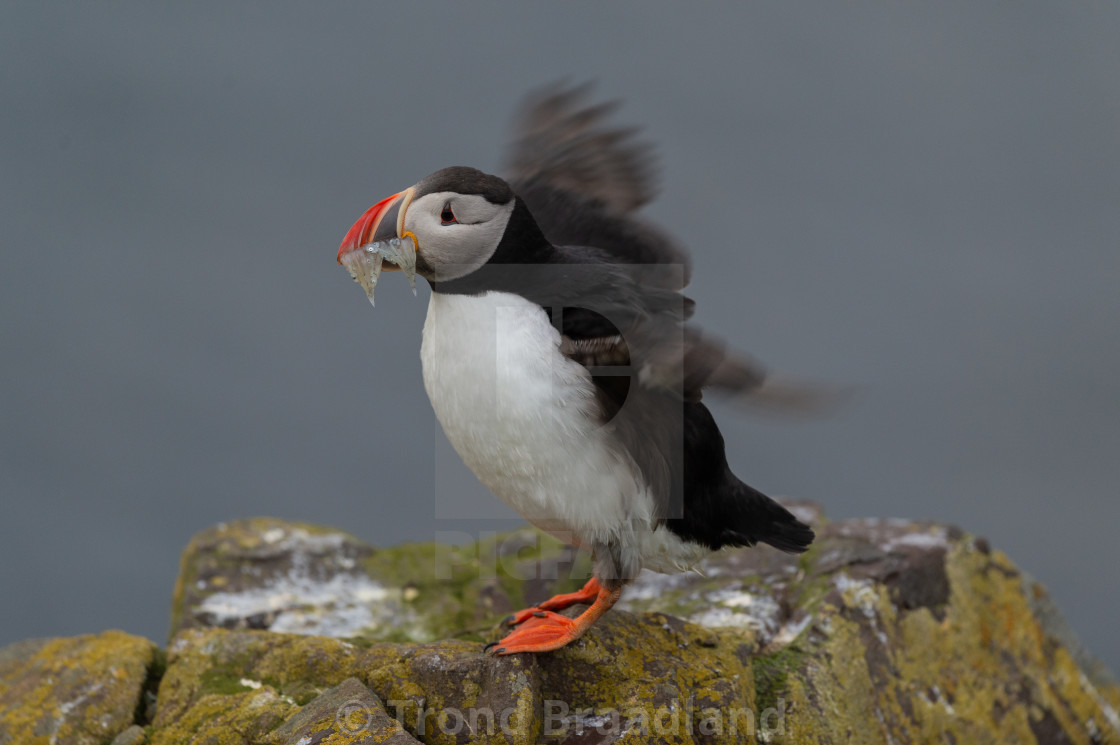 "Atlantic puffin" stock image