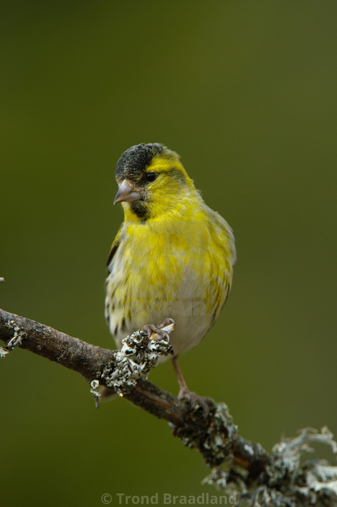 "Eurasian siskin" stock image