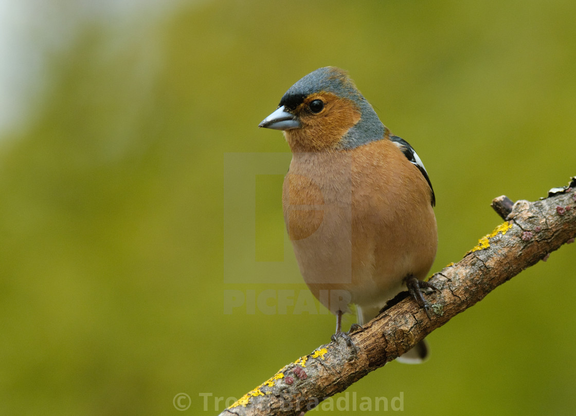 "Common chaffinch male" stock image