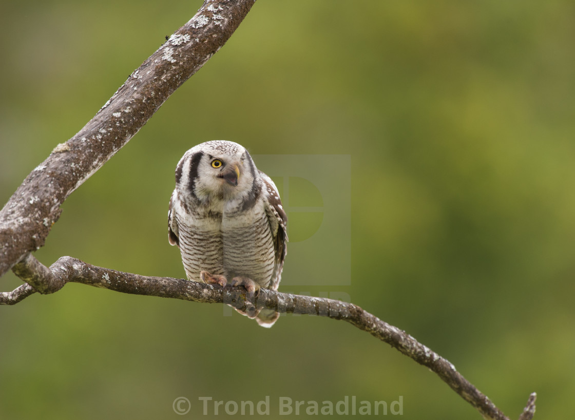 "Northern hawk-owl" stock image