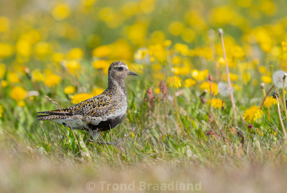 "European golden plover" stock image