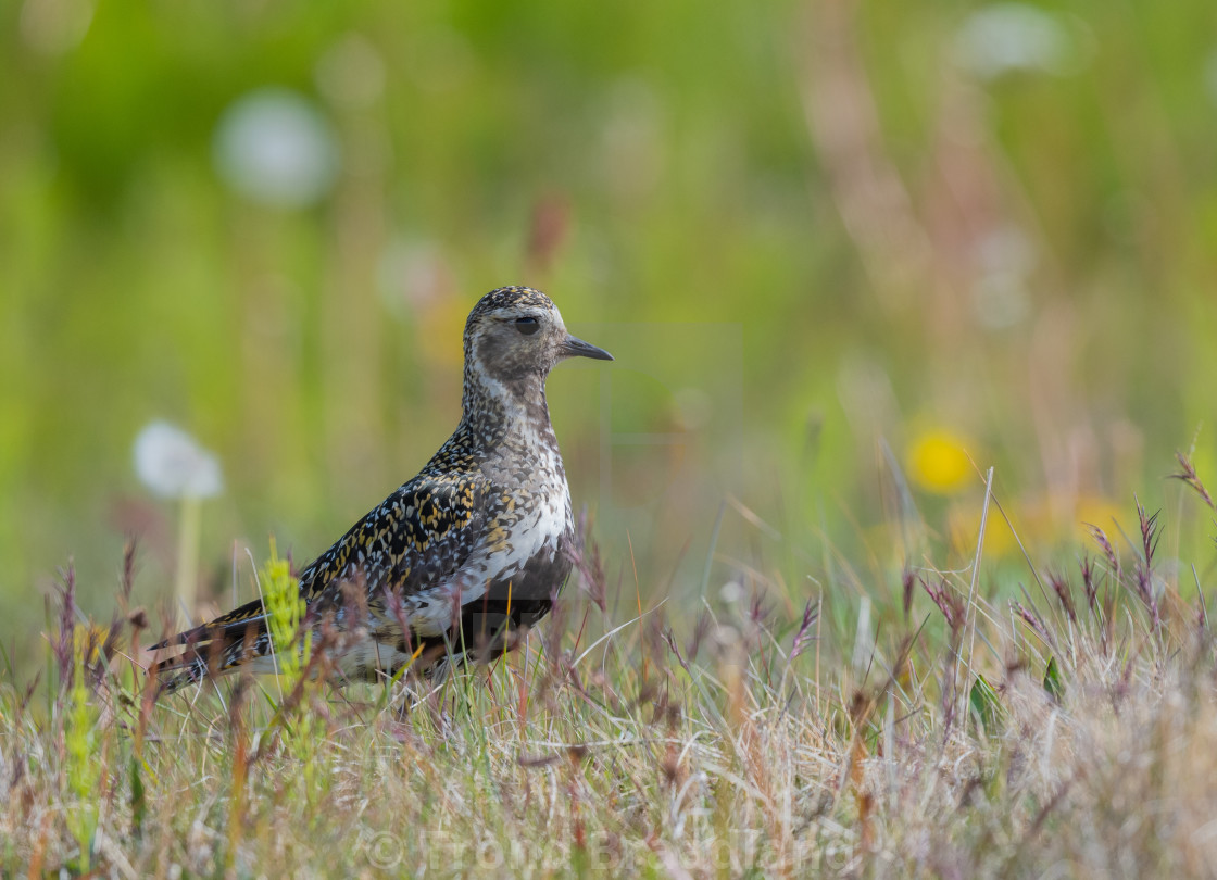 "European golden plover" stock image