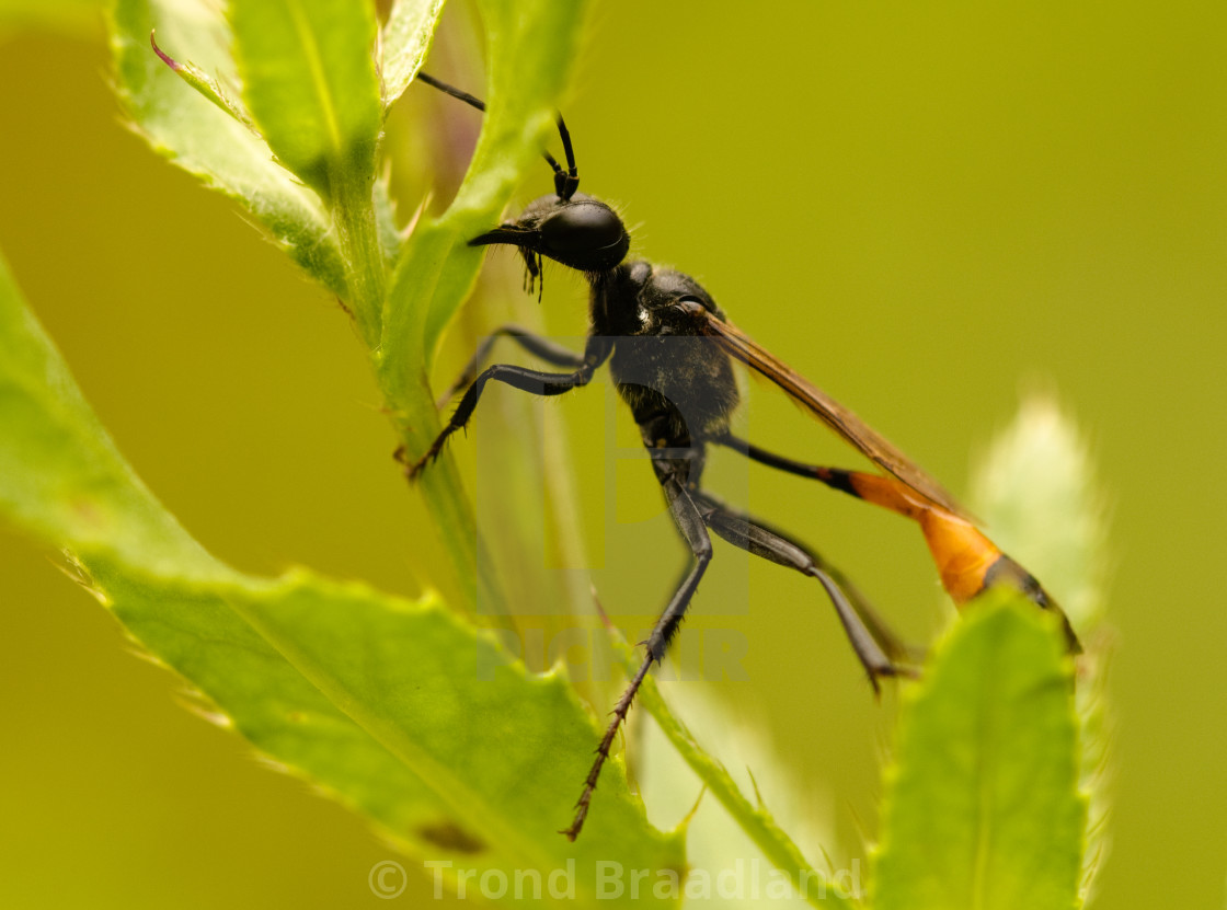 "Red-banded sand wasp" stock image