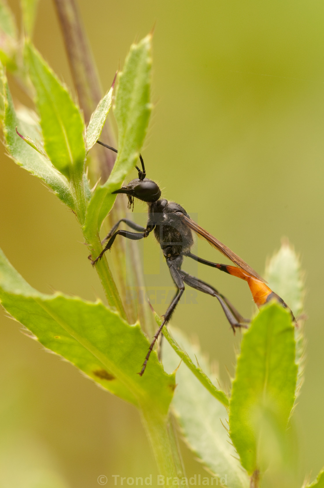 "Red-banded sand wasp" stock image