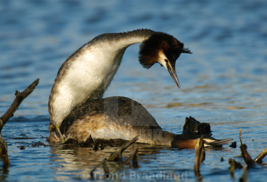 "Great crested grebes mating" stock image