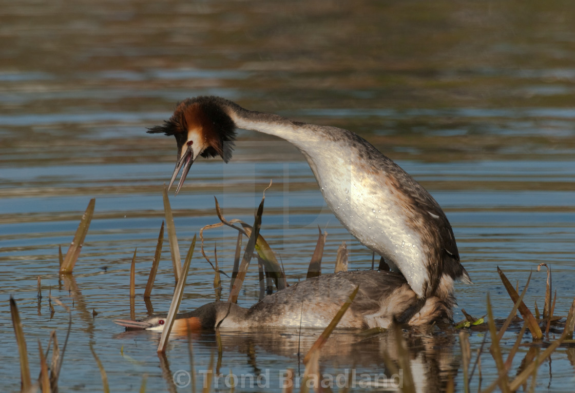 "Great crested grebes mating" stock image