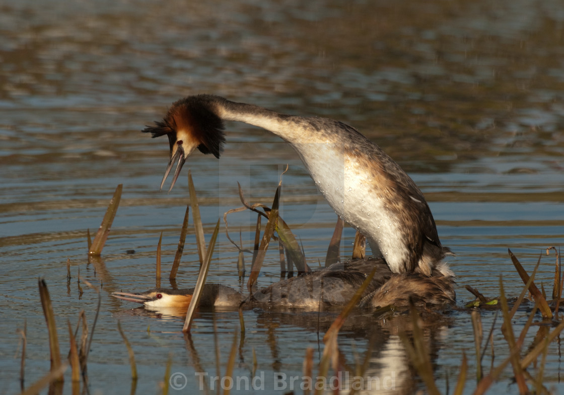 "Great crested grebes mating" stock image