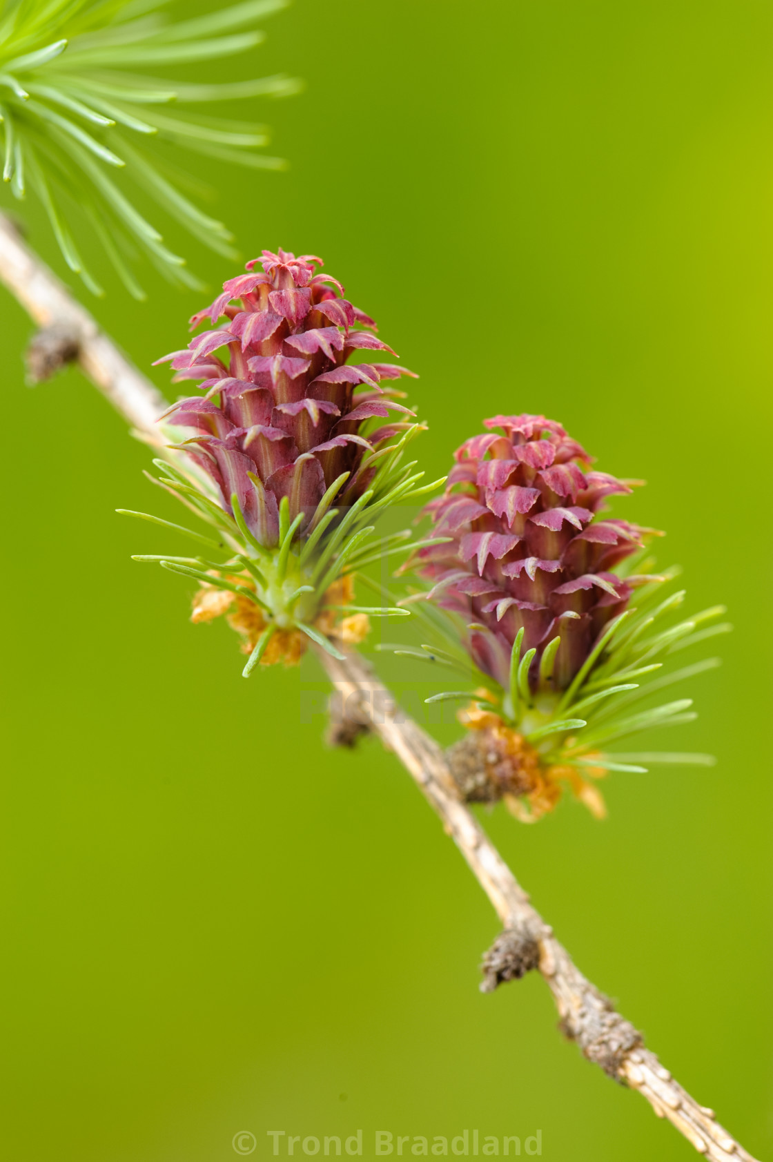 "Larch flowers" stock image