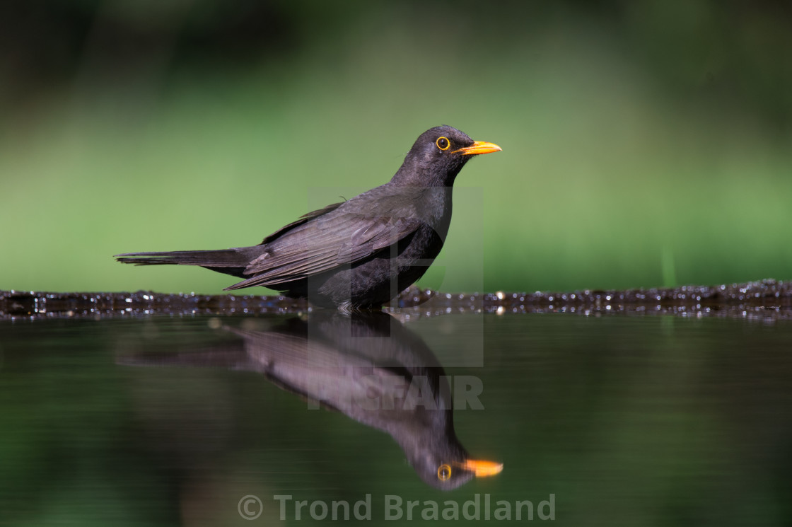 "Common blackbird" stock image