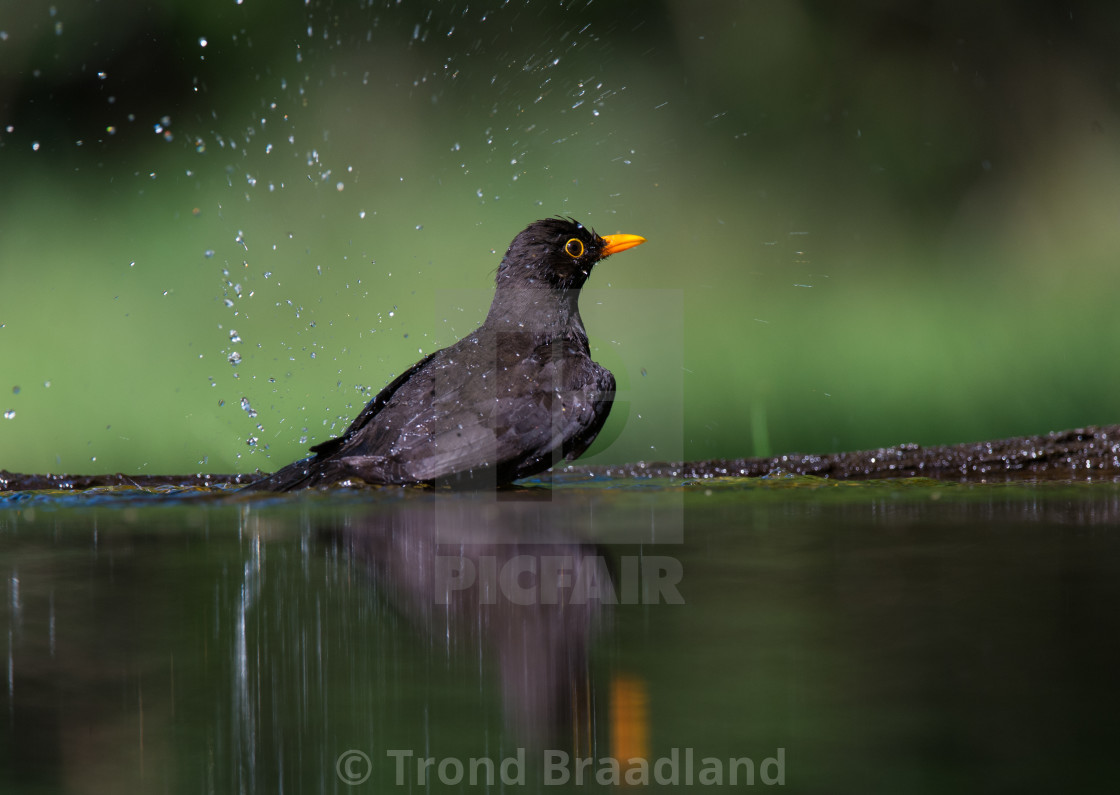 "Common blackbird" stock image