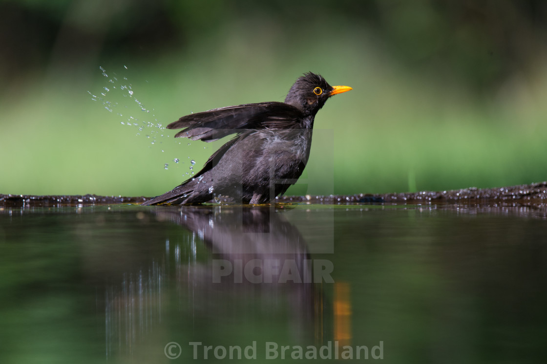 "Common blackbird" stock image