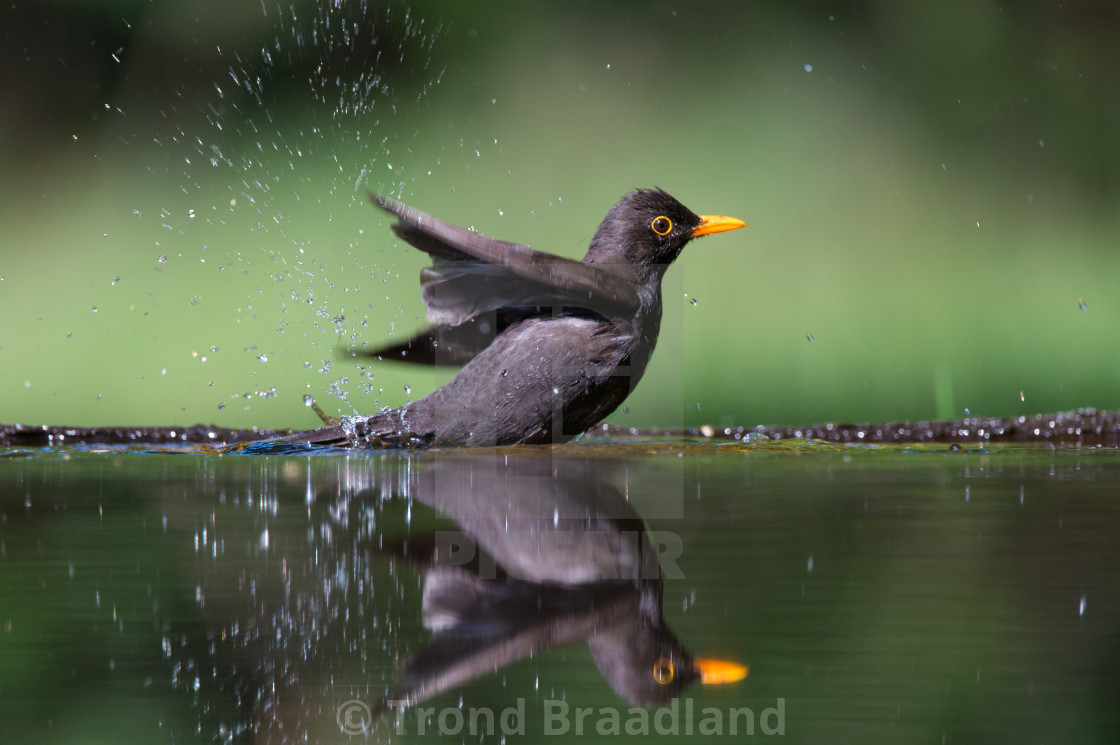 "Common blackbird" stock image