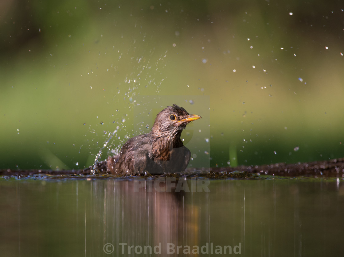 "Common blackbird female" stock image