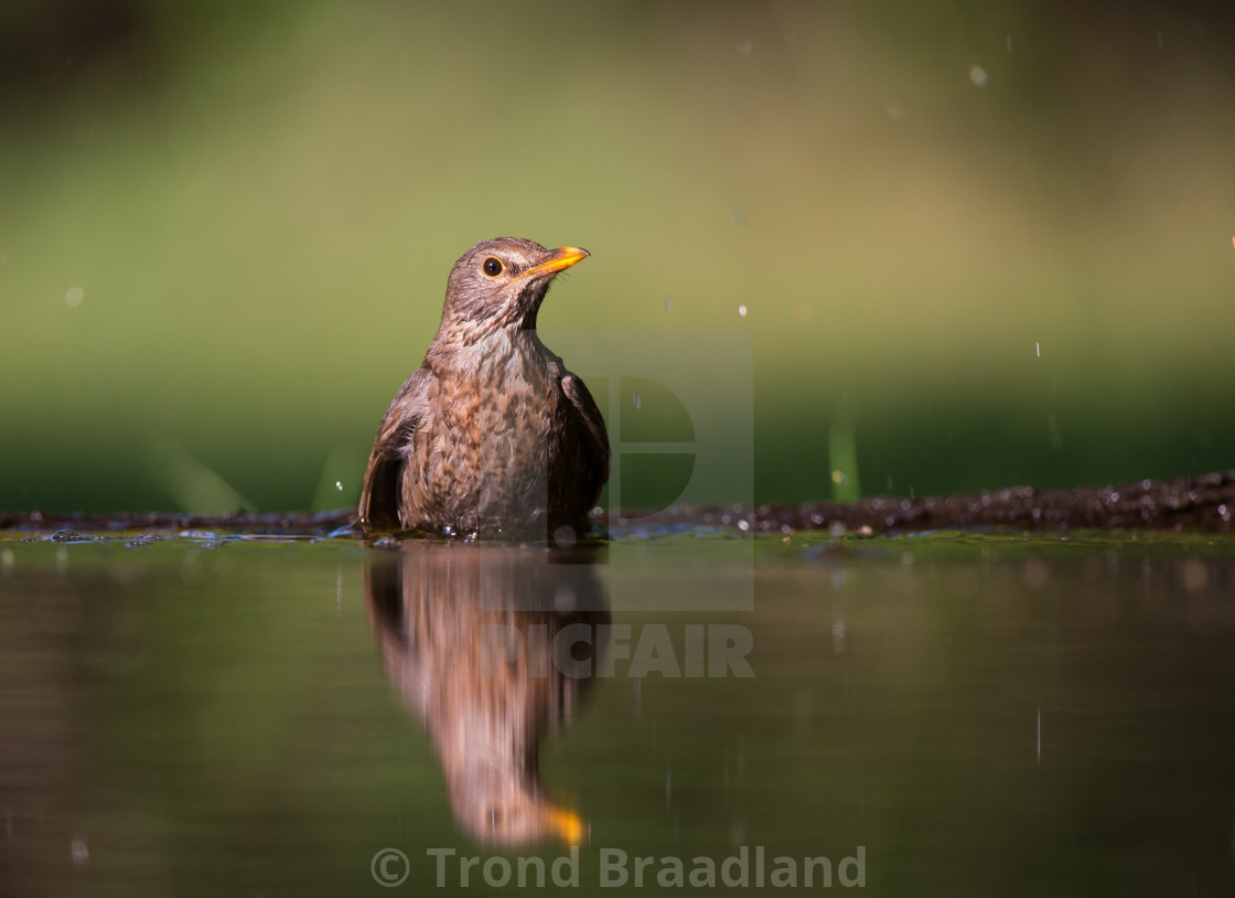 "Common blackbird female" stock image