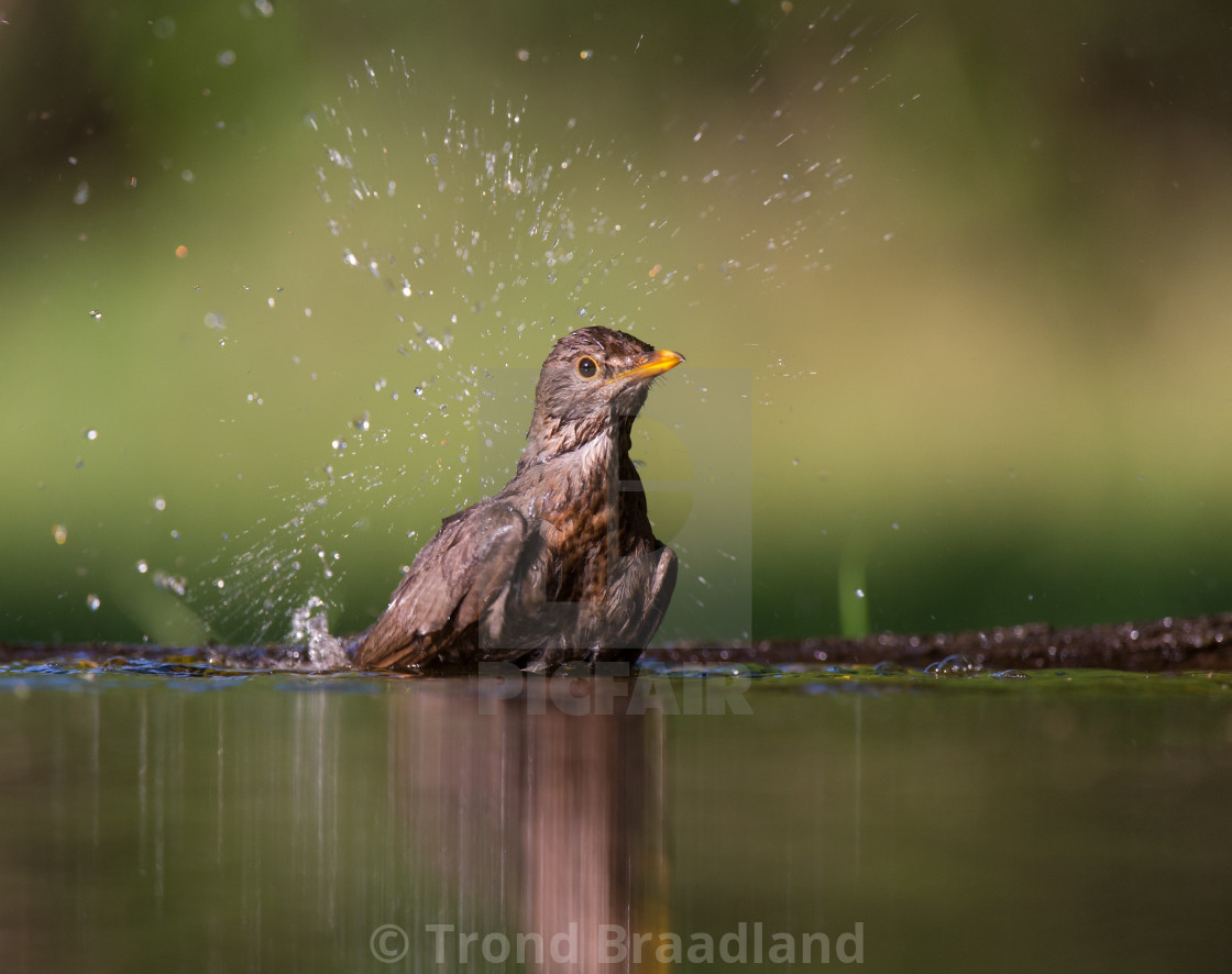 "Commin blackbird female" stock image