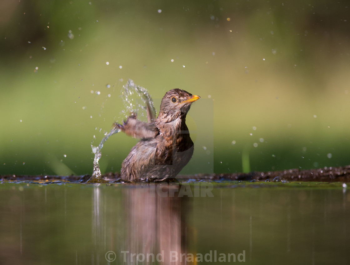 "Common blackbird female" stock image