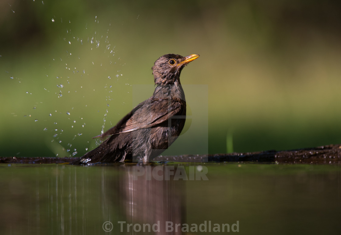 "Common blackbird female" stock image