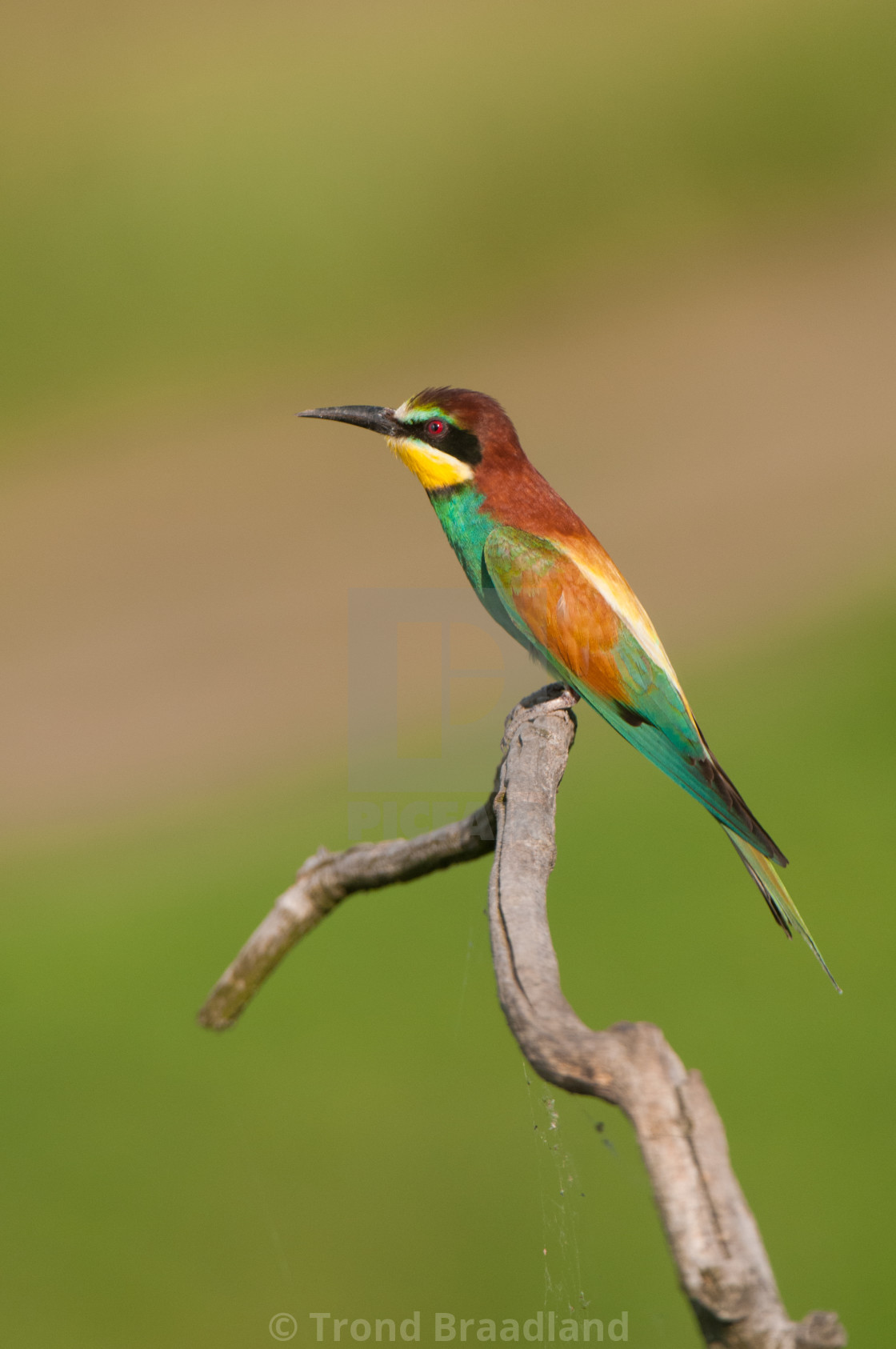 "European bee-eater" stock image