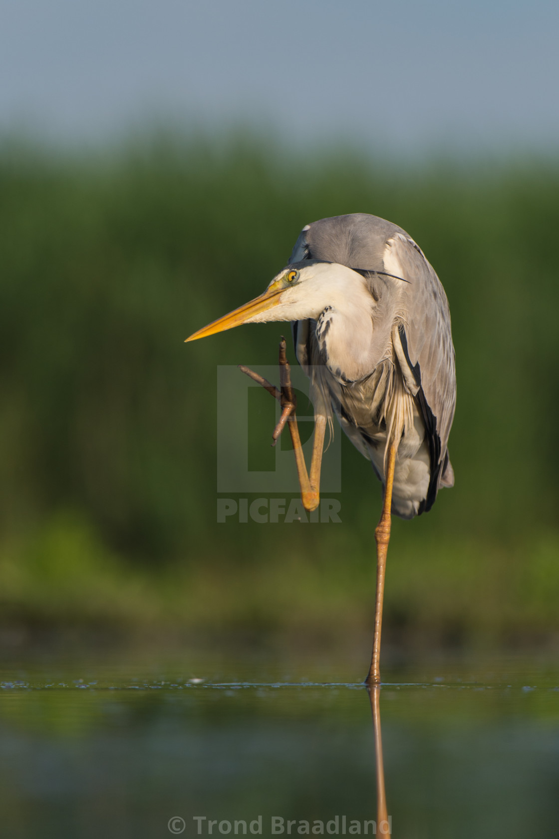 "Grey heron scratching" stock image