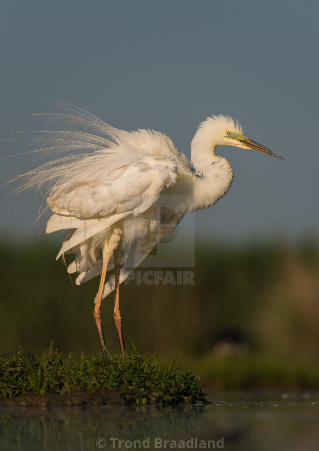 "Great egret" stock image