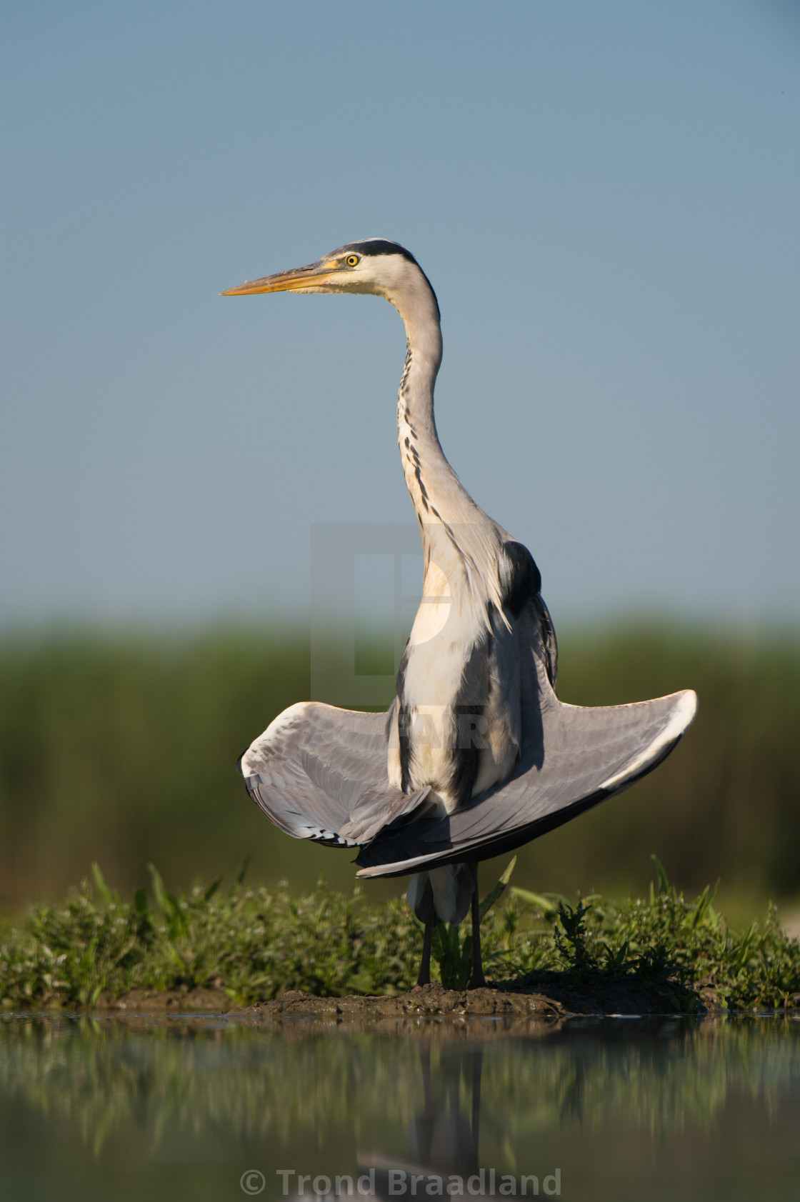 "Grey heron sunbathing" stock image