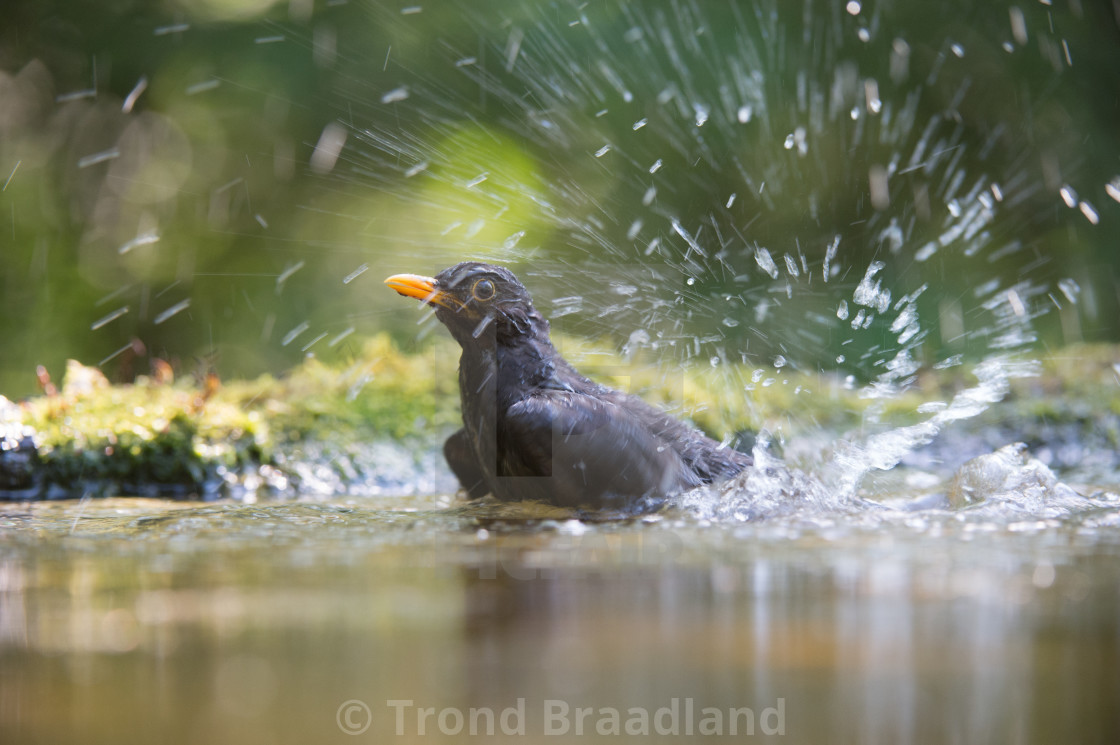 "Common blackbird male" stock image