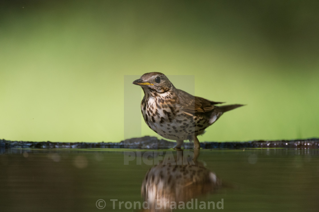 "Song thrush" stock image