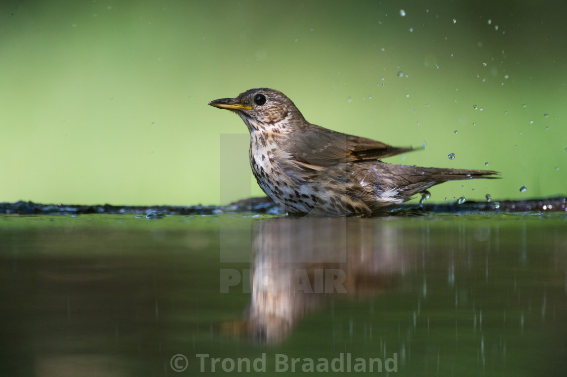 "Song thrush bathing" stock image