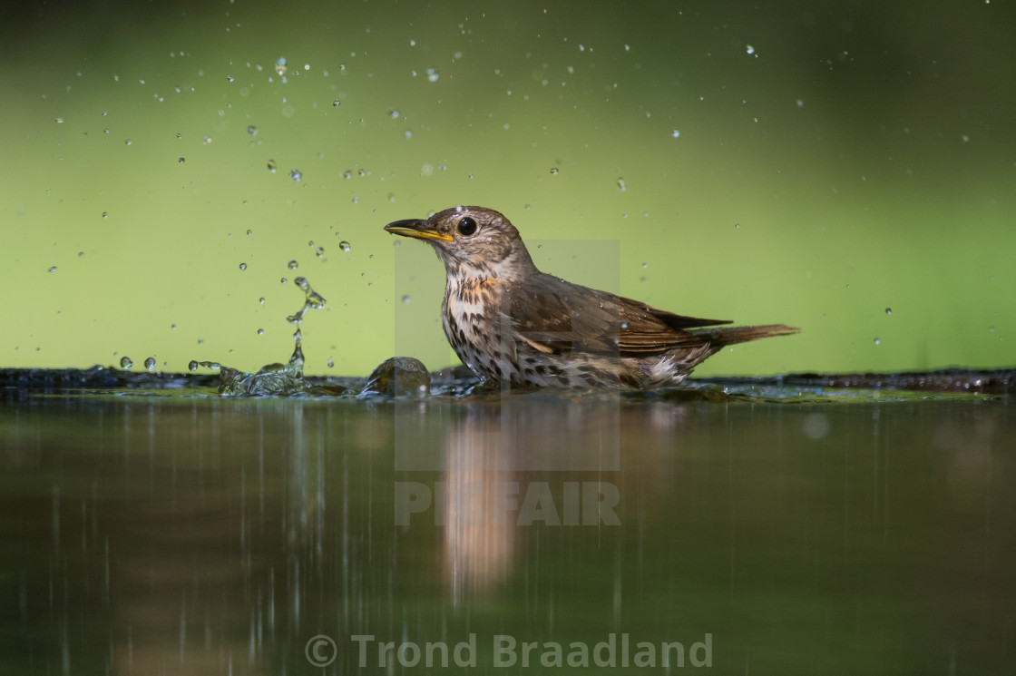 "Song thrush bathing" stock image