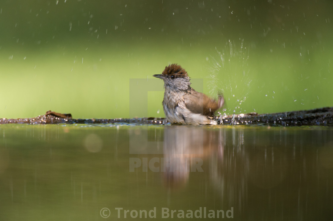 "Eurasian blackcap female" stock image