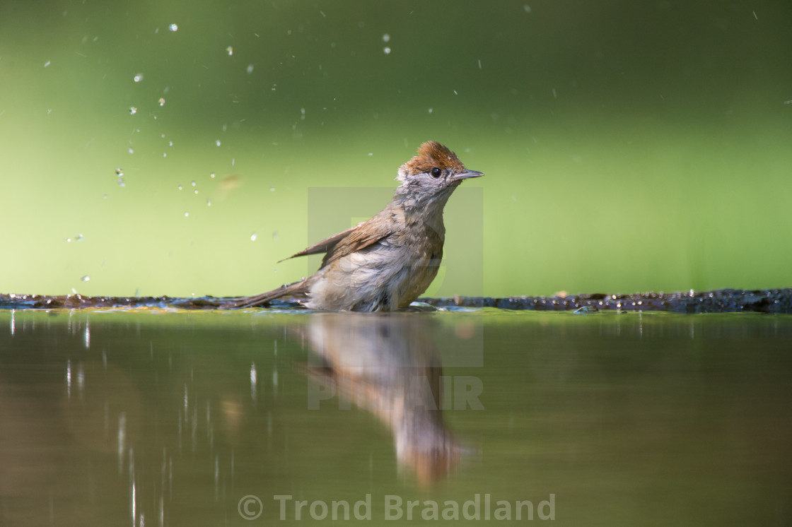 "Eurasian blackcap female" stock image