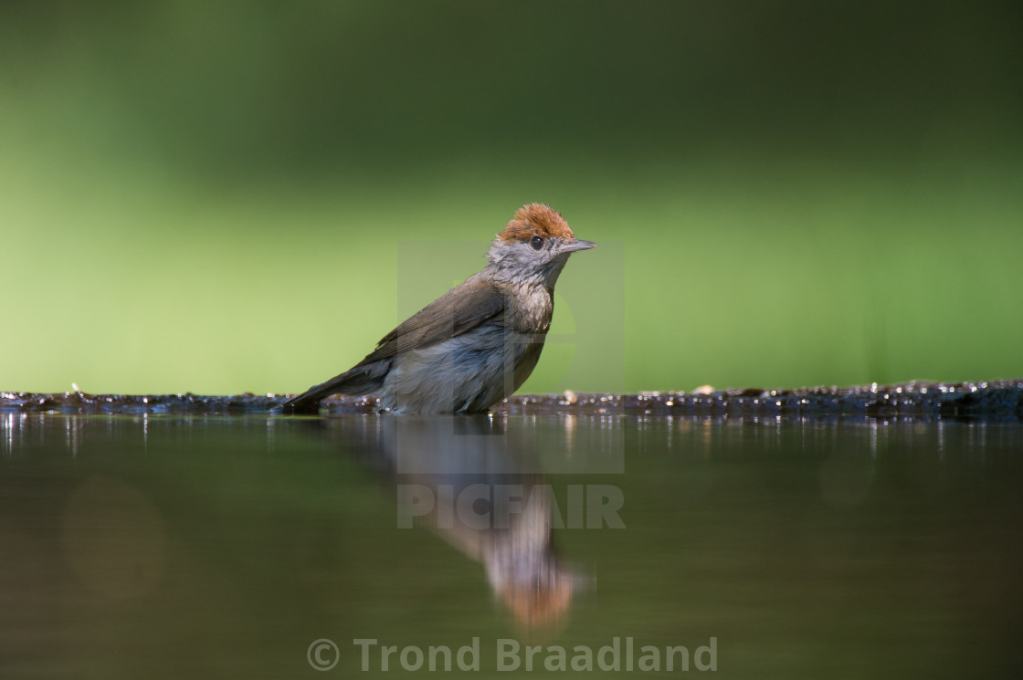 "Eurasian blackcap female" stock image