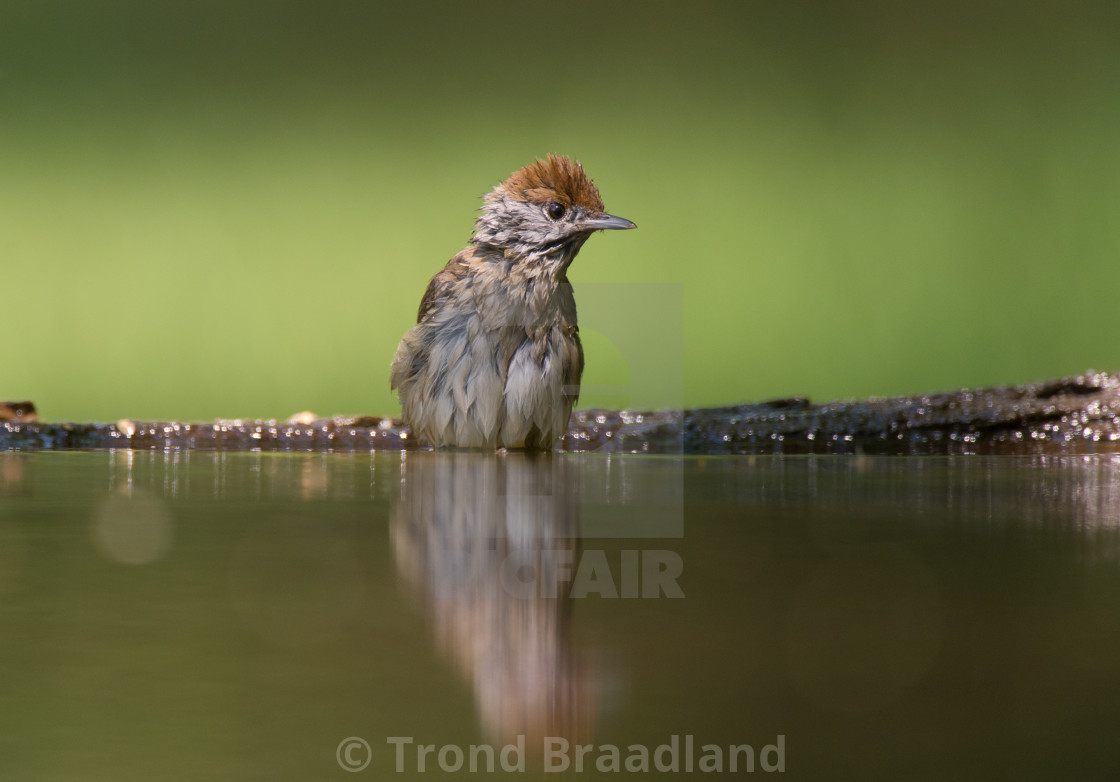 "Eurasian blackcap female" stock image