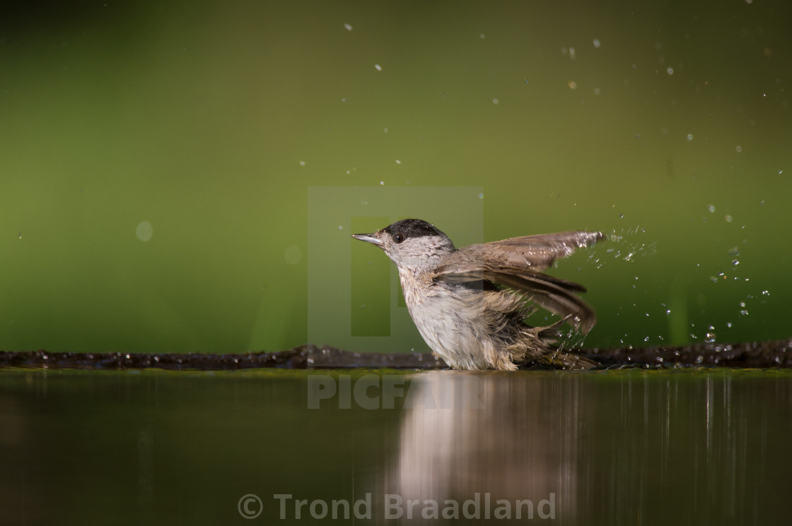 "Eurasian blackcap male" stock image