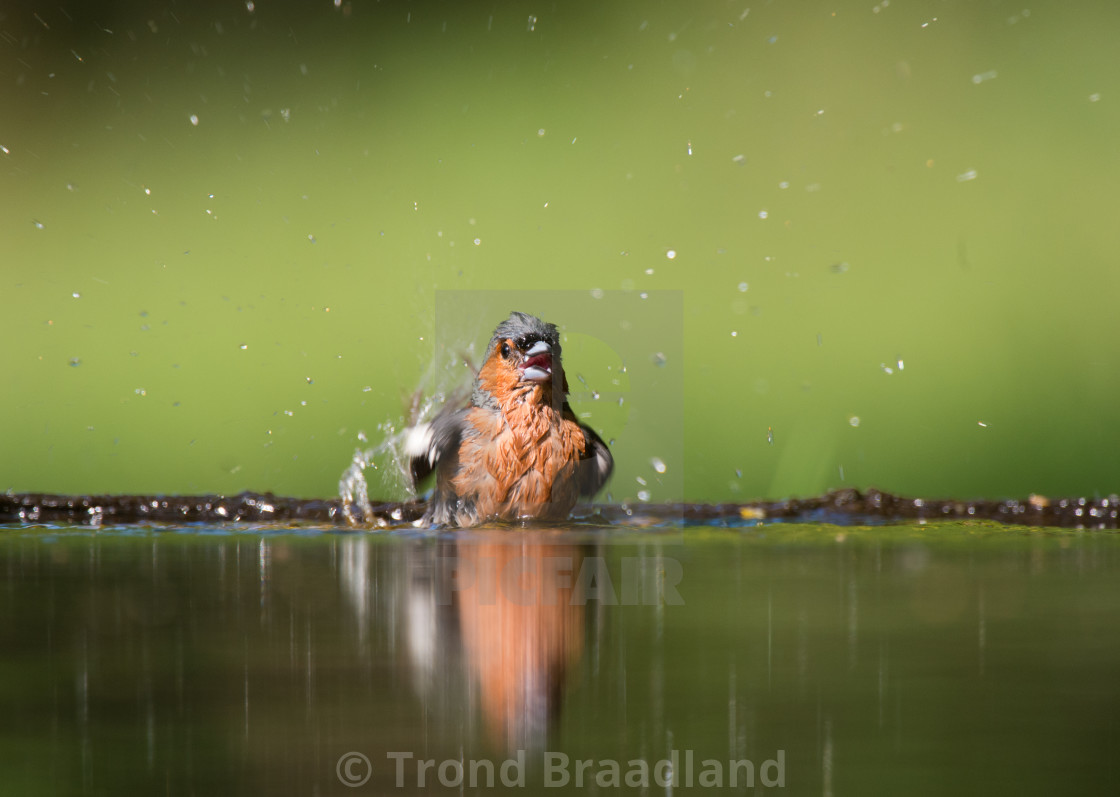 "Common chaffinch" stock image