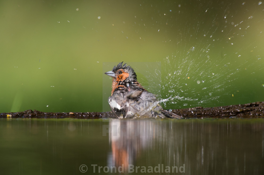 "Common chaffinch" stock image