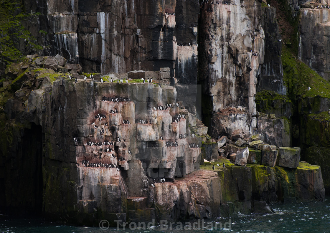 "Bird cliff in Svalbard" stock image