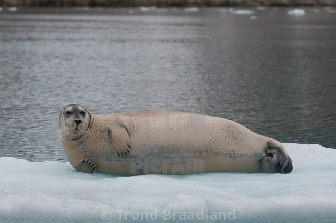 "Bearded seal" stock image