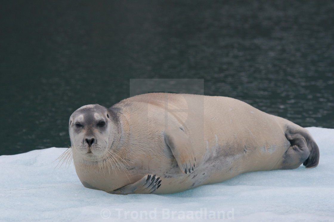 "Bearded seal" stock image