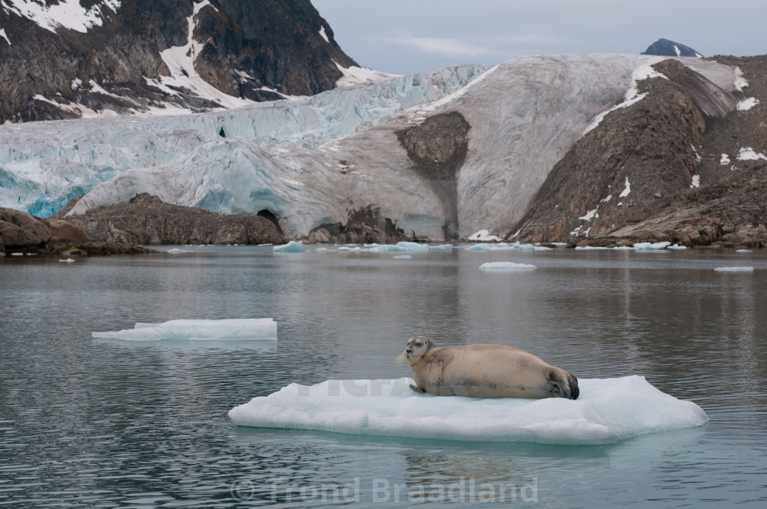 "Bearded seal" stock image