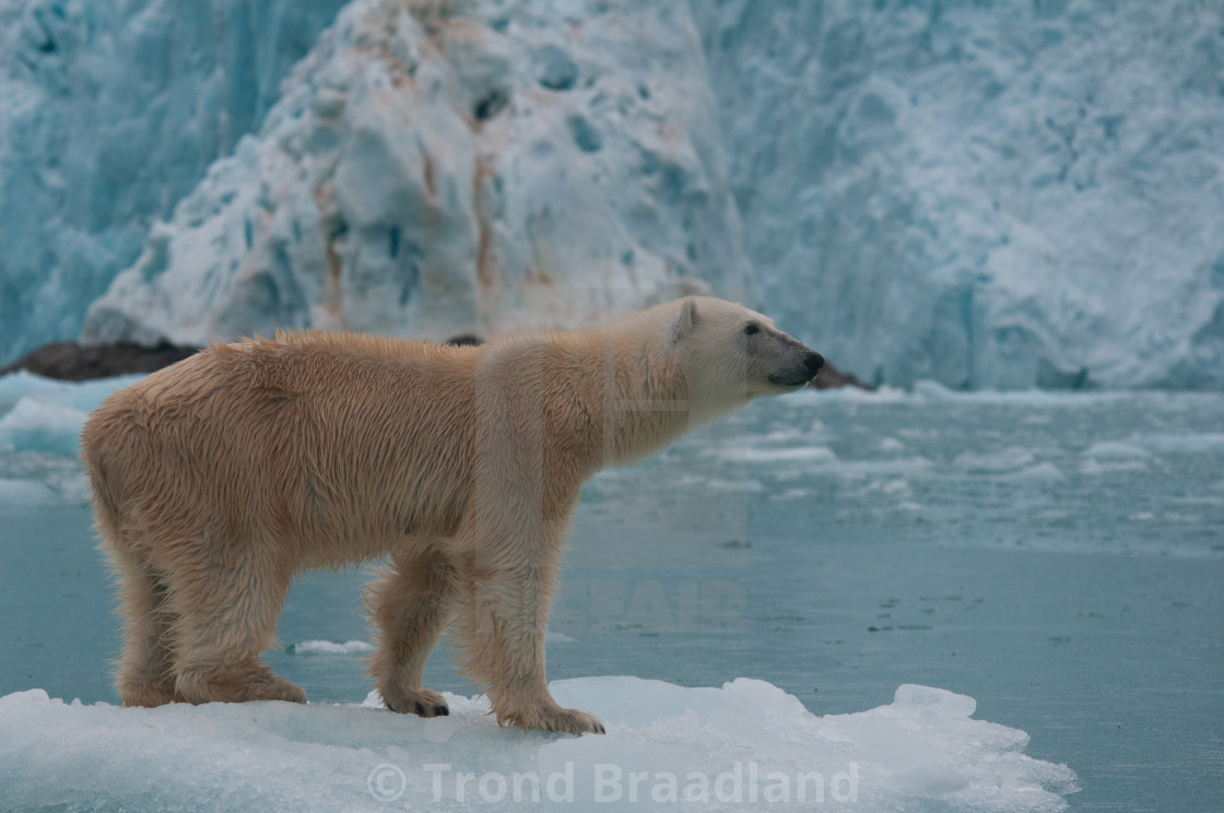 "Polar bear" stock image